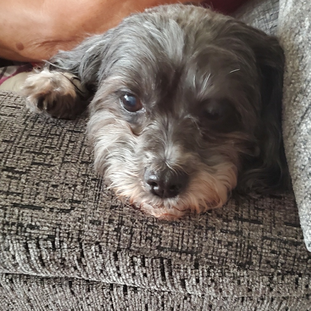 Meet your Posher, Samantha